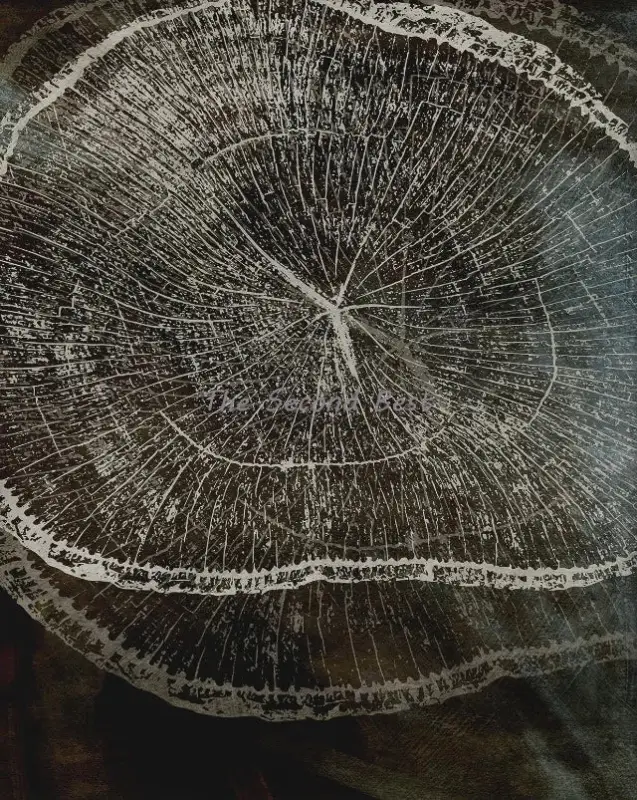 Abstract art of tree rings for interior decoration Meilleure Vente