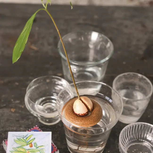 Bouée de germination pour avocat Dernier Modèle